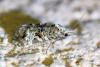 Phtheochroa rugosana